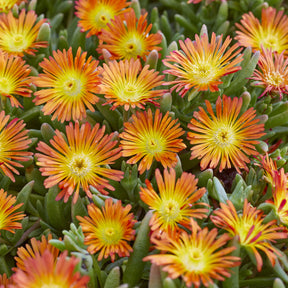 Ijsbloem 'Orange Wonder'® - Willemse
