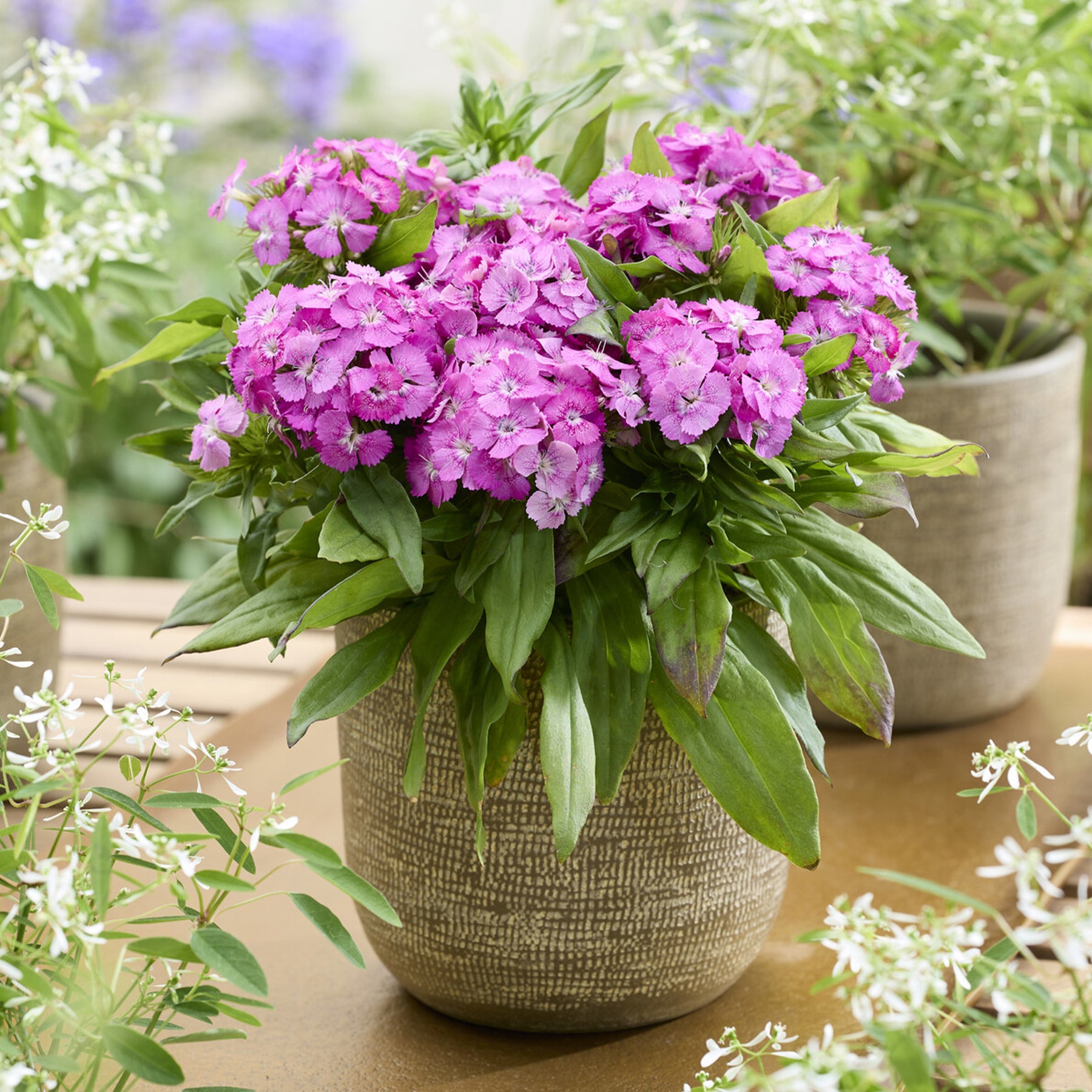 Roze Dichteres Anjer - Willemse