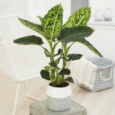 Dieffenbachia reflector / Dief van Bagdad - Willemse