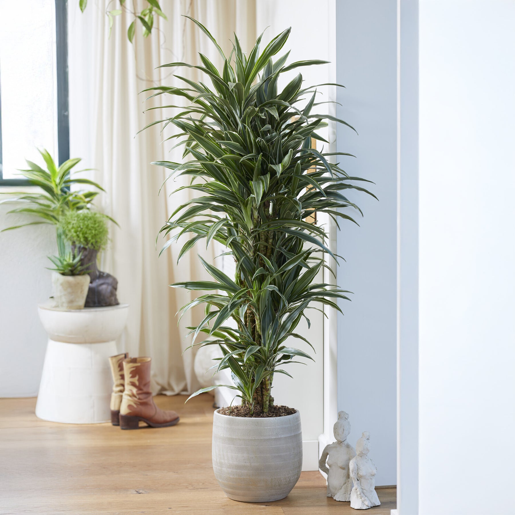 Dracaena Warneckei / Drakenbloedboom - Willemse