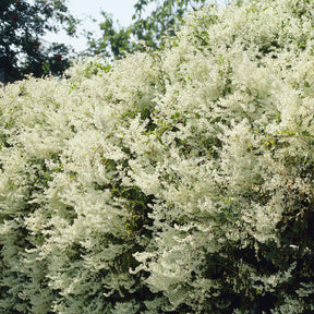 Fallopia Aubertii / Bruidssluier - Willemse