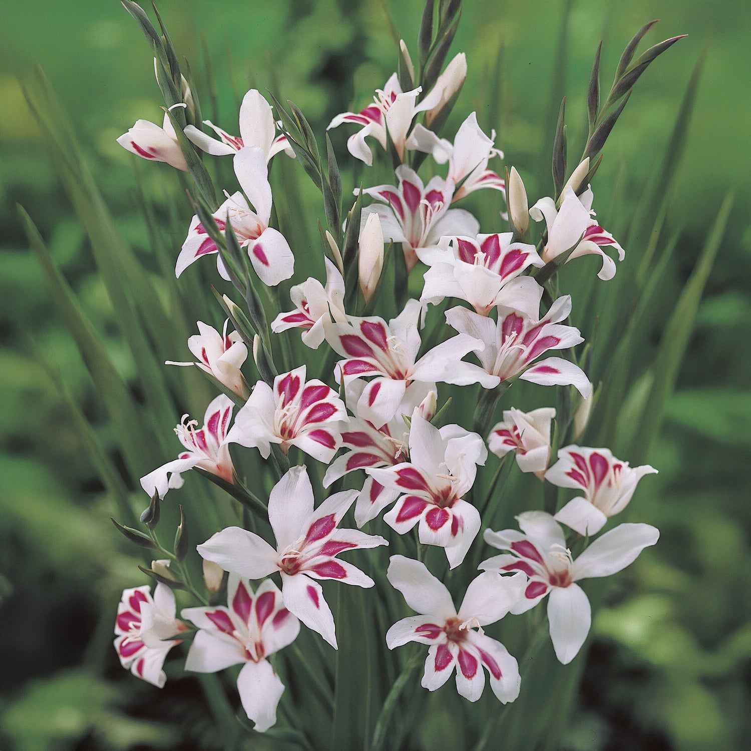 Gladiolus nanus Prins Claus (x15) - Gladiolus nanus Prins Claus - Willemse