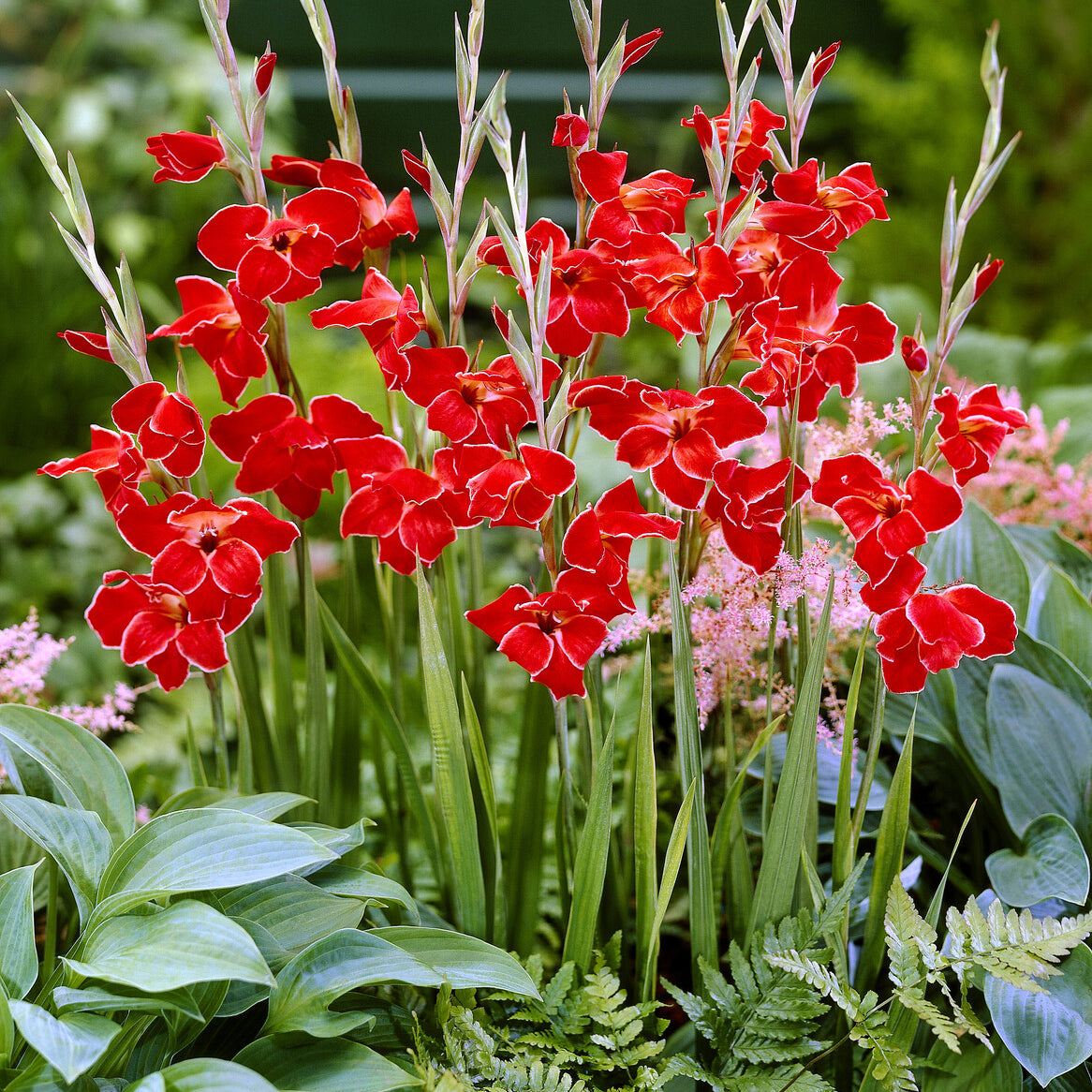 Gladiolus primulinus Atom kleinbloemig (x15) - Willemse