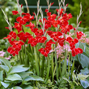 Gladiolus primulinus Atom kleinbloemig (x15) - Willemse