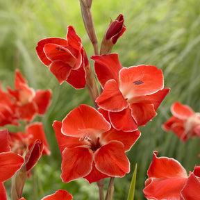 Gladiolus primulinus Atom kleinbloemig (x15) - Gladiolus primulinus Atom - Willemse