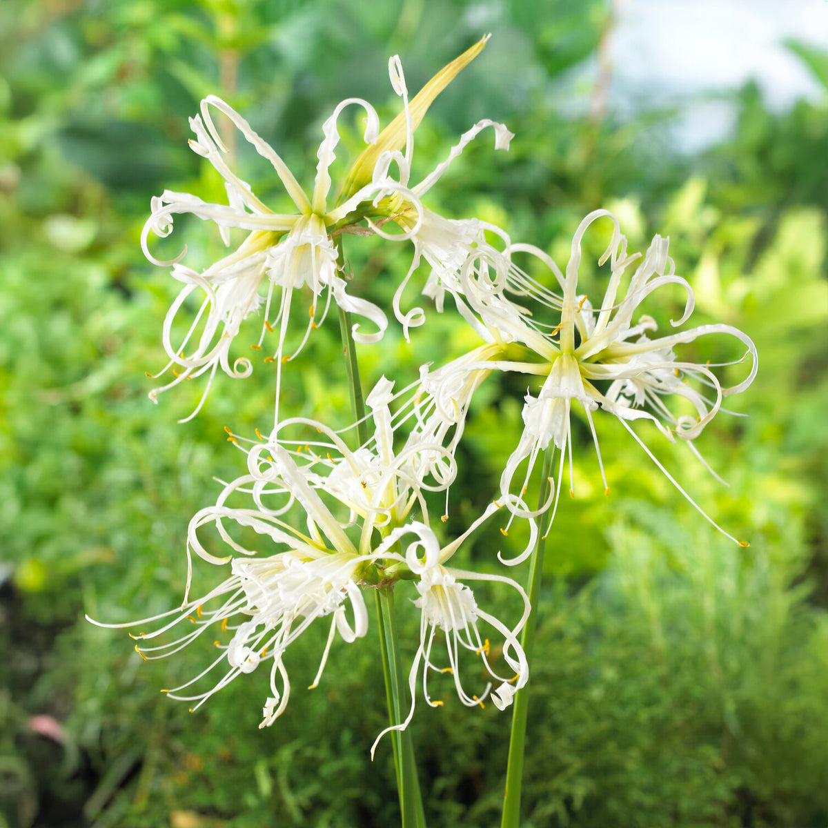 Bollen witte ismene/spinlelie  (x3) - Willemse