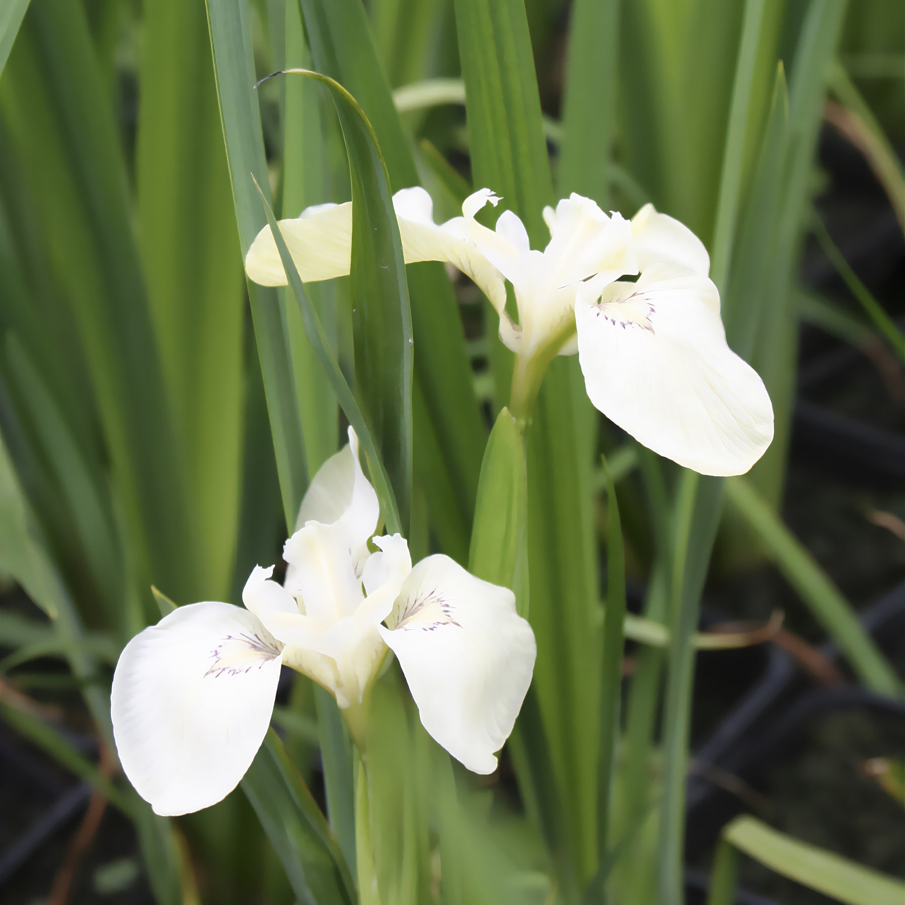 Iris pseudacorus 'Alba' / Witte lis - Willemse