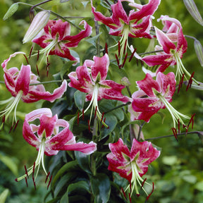 Black Beauty lelie / Lilium “black beauty - Willemse