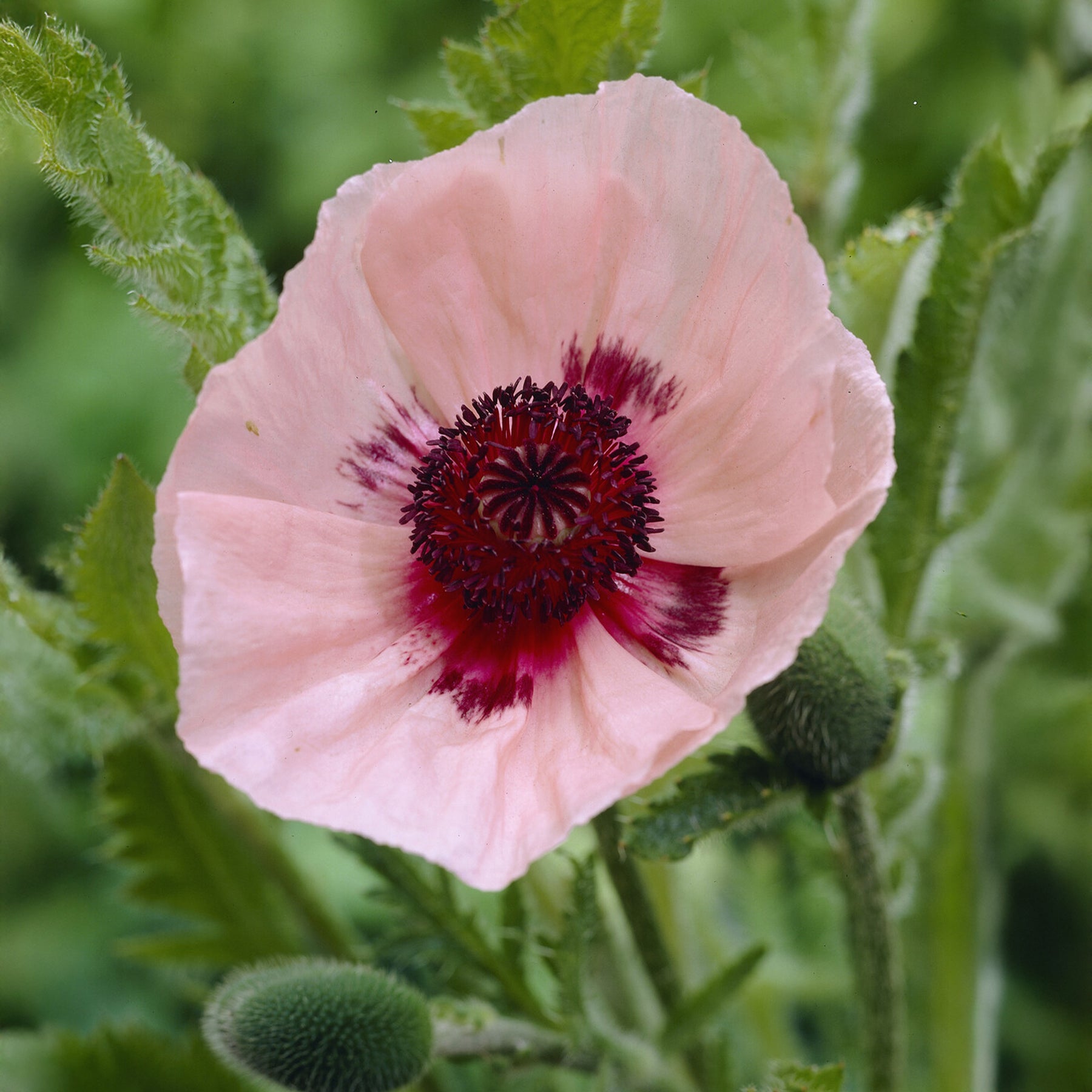 Oosterse klaproos Karine - Papaver orientale Karine - Willemse