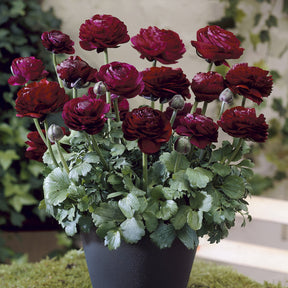 Ranunculus Pauline Violet - Ranonkel Pauline Violet (10x) - Ranunculus