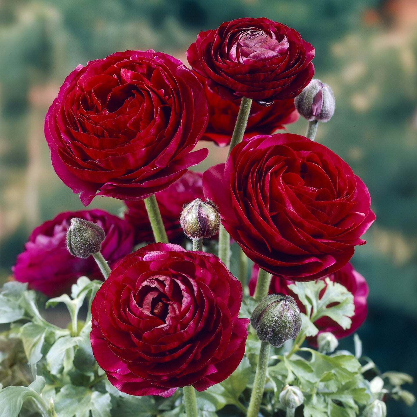 Ranonkel Pauline Violet (10x) - Willemse