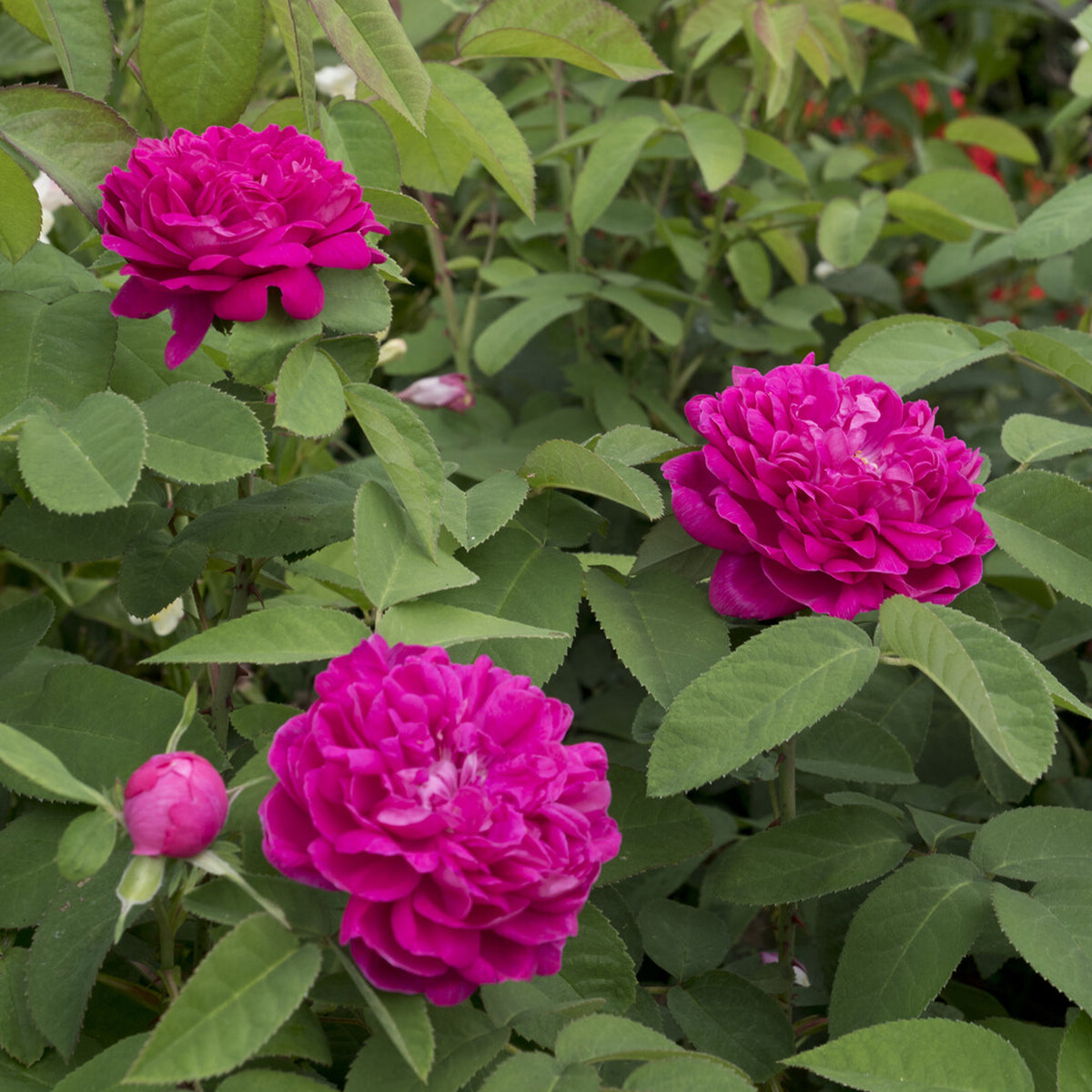 Roos 'De Rescht - Rosa Rose de Rescht - Willemse