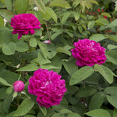 Rosa Rose de Rescht - Roos 'De Rescht - Rozen