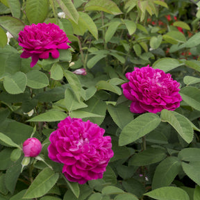 Rosa Rose de Rescht - Roos 'De Rescht - Rozen