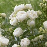 Witte Moederdag Roos - Rosa White Mothers Day - Willemse