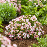 Miniatuurroos Cutie Pie® - Rosa Cutie Pie ® - Willemse