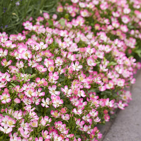 Miniatuurroos Cutie Pie® - Willemse