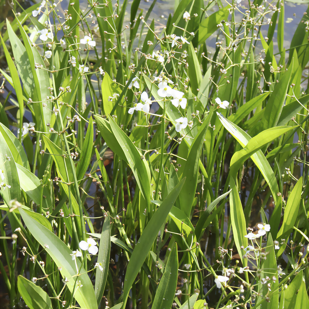 Sagittaria graminea - Smalbladig pijlkruid - Oeverplanten
