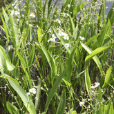 Sagittaria graminea - Smalbladig pijlkruid - Oeverplanten