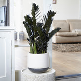 Zamioculcas 'Raven' - Zamioculcas zamiifolia Raven - Willemse