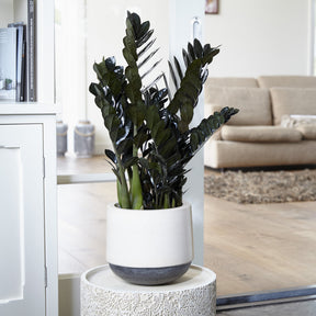Zamioculcas 'Raven' - Zamioculcas zamiifolia Raven - Willemse