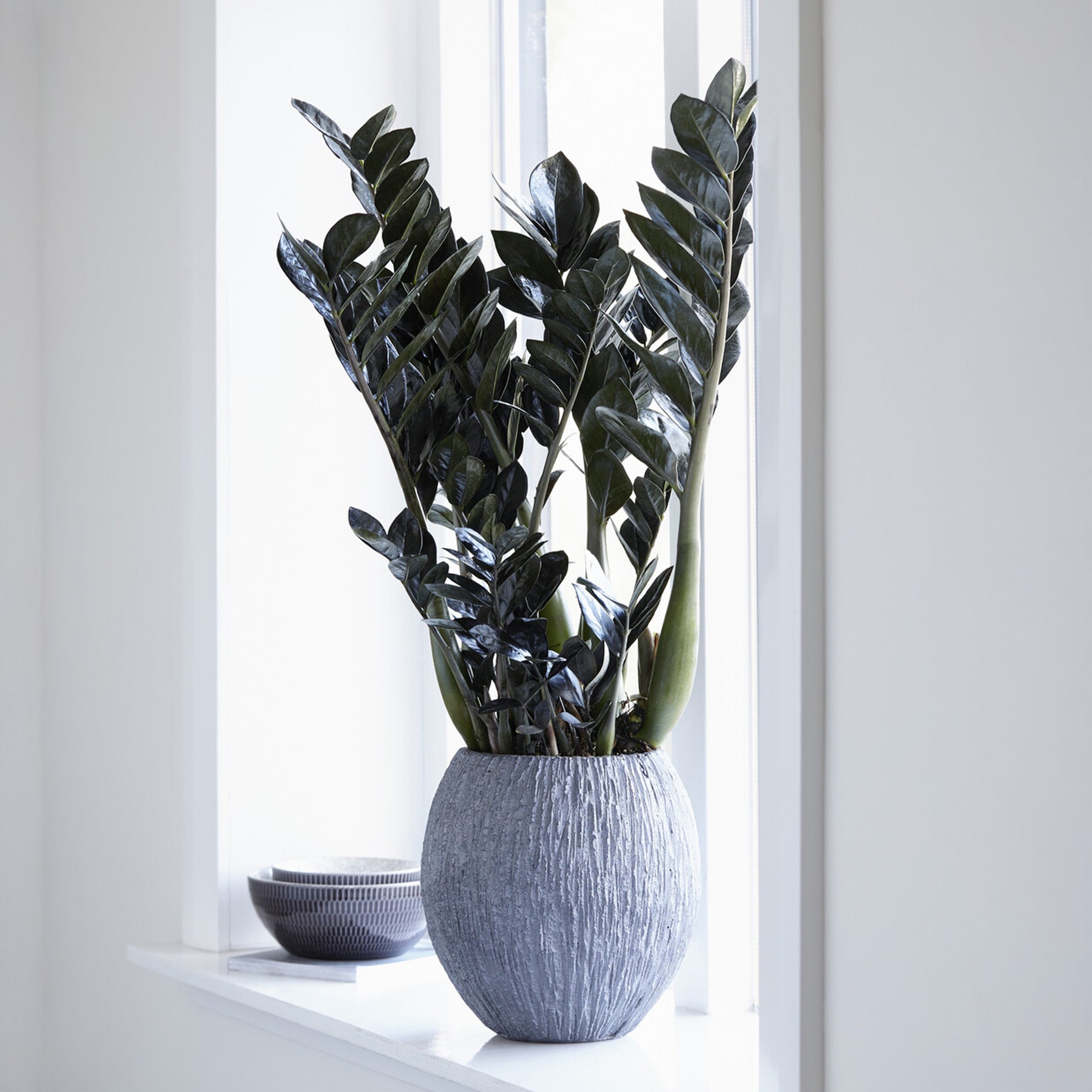 Zamioculcas 'Raven' - Willemse