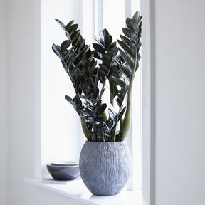 Zamioculcas 'Raven' - Willemse