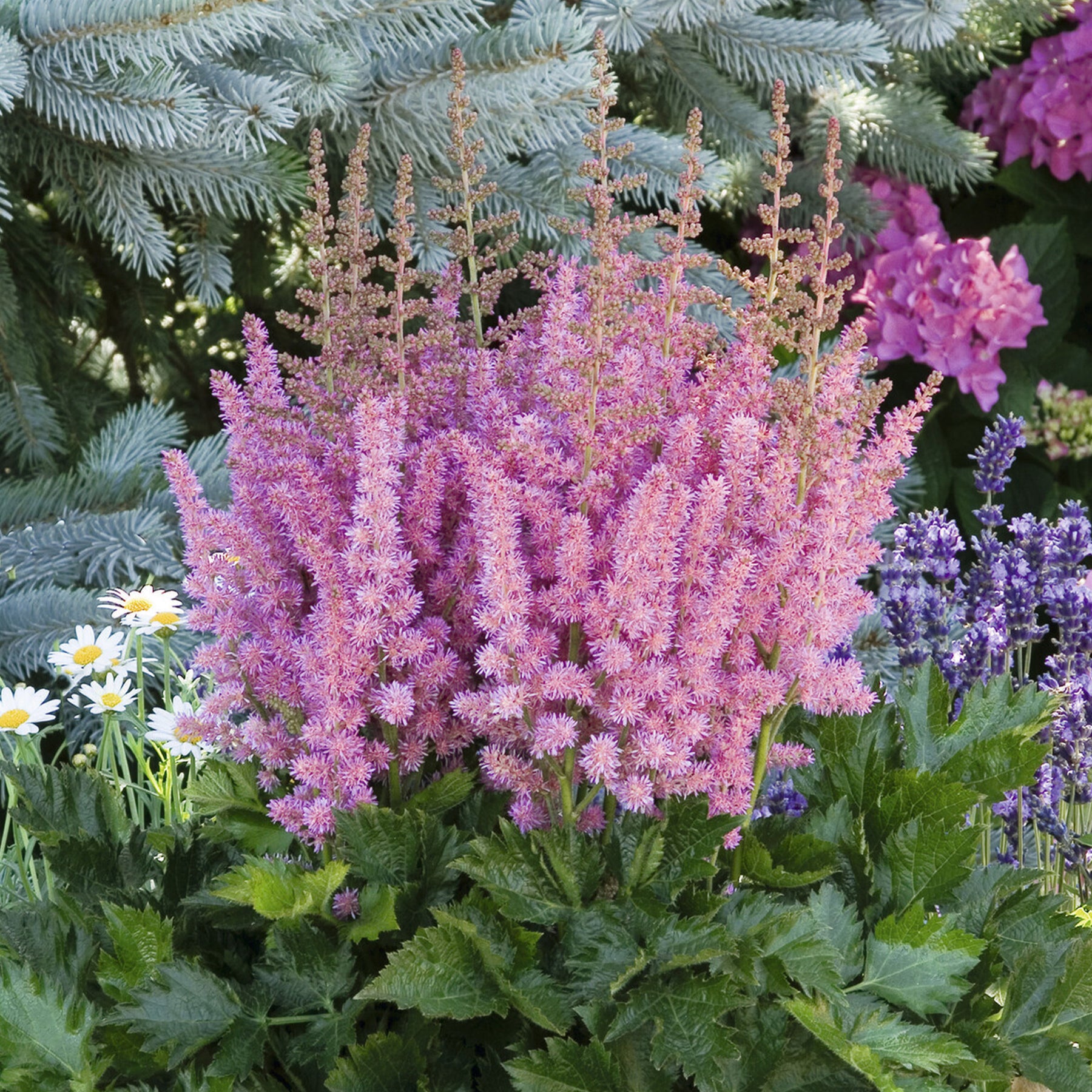 Pluimspirea 'Vision in Pink' - Astilbe Little Vision in Pink ® - Willemse