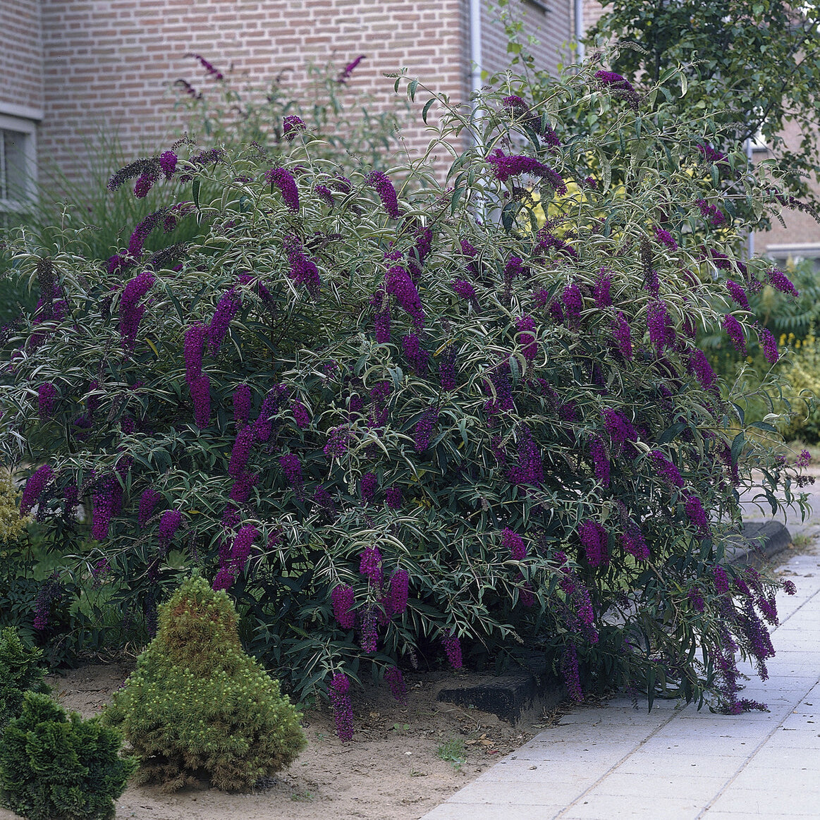 Vlinderstruik 'Black Knight' - Buddleja davidii Black Knight - Willemse