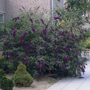 Vlinderstruik 'Black Knight' - Buddleja davidii Black Knight - Willemse