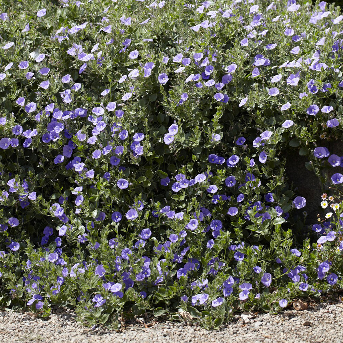 Convolvulus sabatius Compacta - Convolvulus compact / Winde - Bodembedekkers