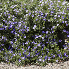 Convolvulus sabatius Compacta - Convolvulus compact / Winde - Bodembedekkers
