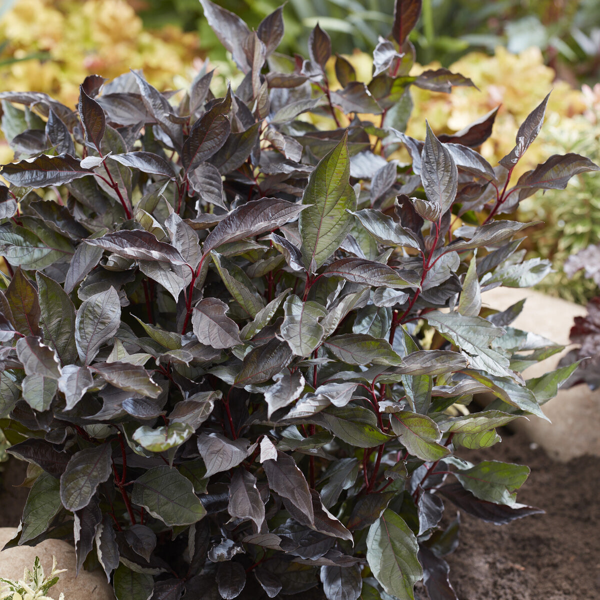 Kornoelje Nightfall® - Cornus alba Nightfall® - Willemse