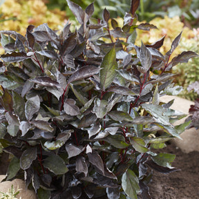 Kornoelje Nightfall® - Cornus alba Nightfall® - Willemse