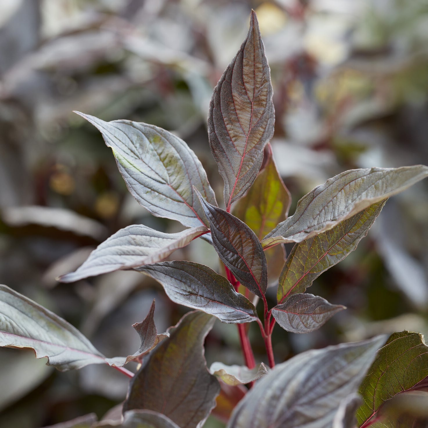 Kornoelje Nightfall® - Willemse
