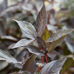 Kornoelje Nightfall® - Willemse