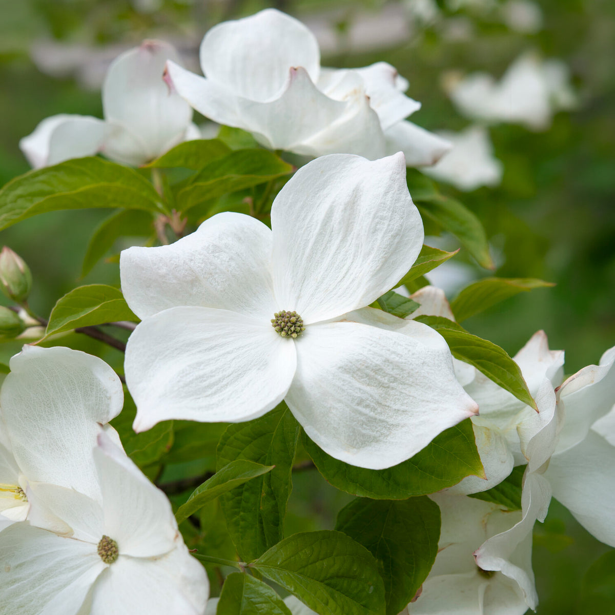 Amerikaanse kornoelje - Cornus florida - Willemse