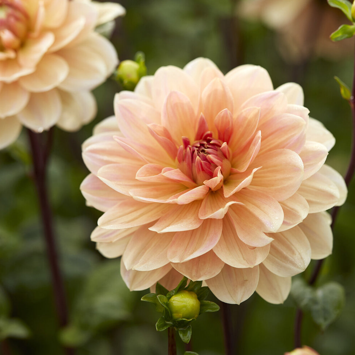 Dahlia Apricot Desire - Willemse