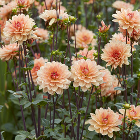 Dahlia Apricot Desire - Dahlia Apricot Desire - Willemse