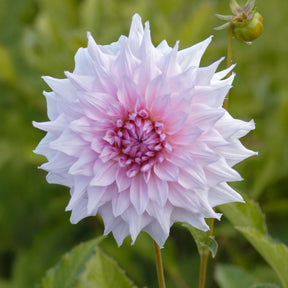 Dahlia Shiloh Noelle - Dahlia Shiloh Noelle - Willemse