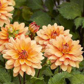 Dahlia Yelno Harmony - Dahlia Yelno Harmony - Willemse