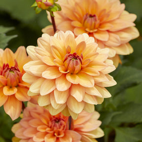 Dahlia Yelno Harmony - Willemse