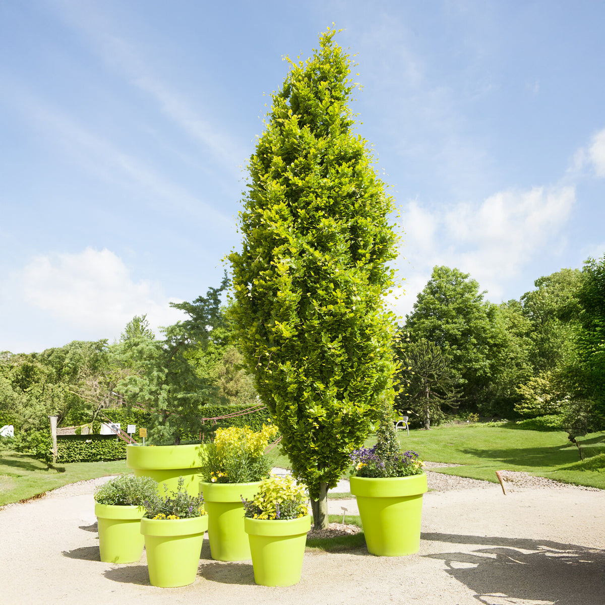 Fagus sylvatica Dawyck Gold - Gele zeilbeuk - Beuk
