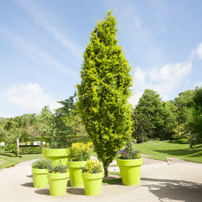 Fagus sylvatica Dawyck Gold - Gele zeilbeuk - Beuk