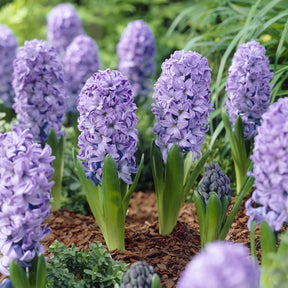 Hyacinthus orientalis Delft Blue - Hyacint Delft Blue - Hyacint