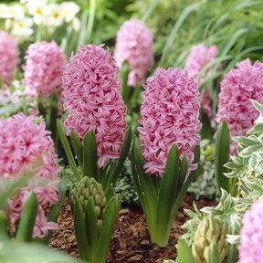 Hyacinthus orientalis Pink Pearl - Hyacint Pink Pearl - Hyacint