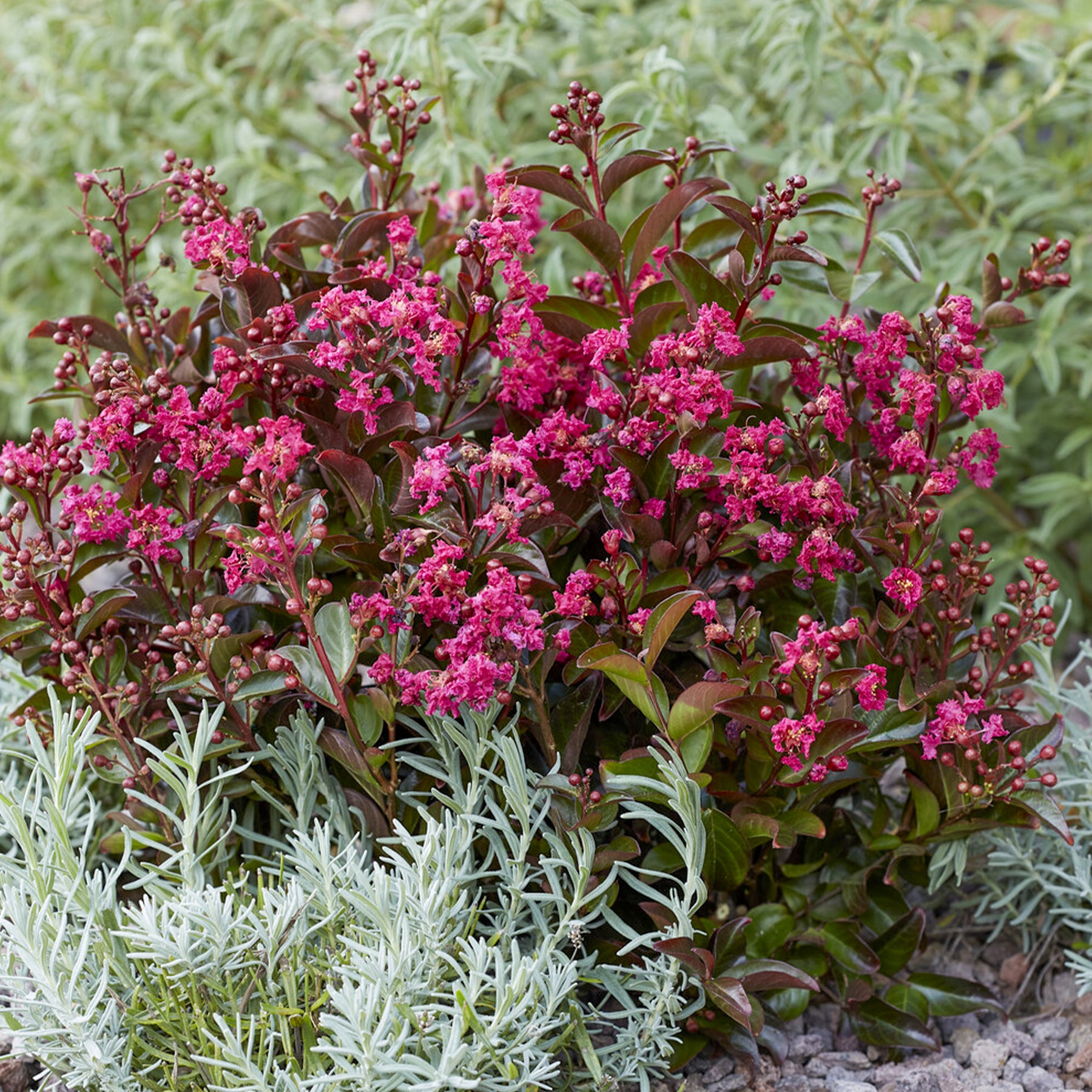 Indische sering Berry Dazzle® - Lagerstroemia indica Berry Dazzle® - Willemse