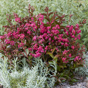 Indische sering Berry Dazzle® - Lagerstroemia indica Berry Dazzle® - Willemse