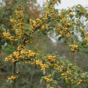 Sierappel 'Golden Hornet'