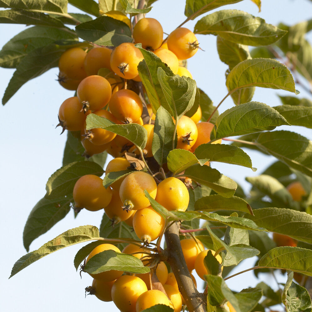 Sierappel 'Golden Hornet' - Willemse